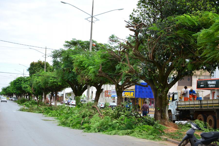 Prefeitura promove poda de arvores na avenida Porto Alegre. 