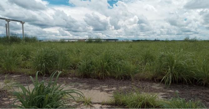 Foto: Reprodução/Prefeitura de Primavera do Leste - MT