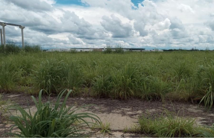 Imagem de Capa: Meio Ambiente: Secretaria refora fiscalizao e notifica proprietrios de terrenos onde h acmulo de lixo