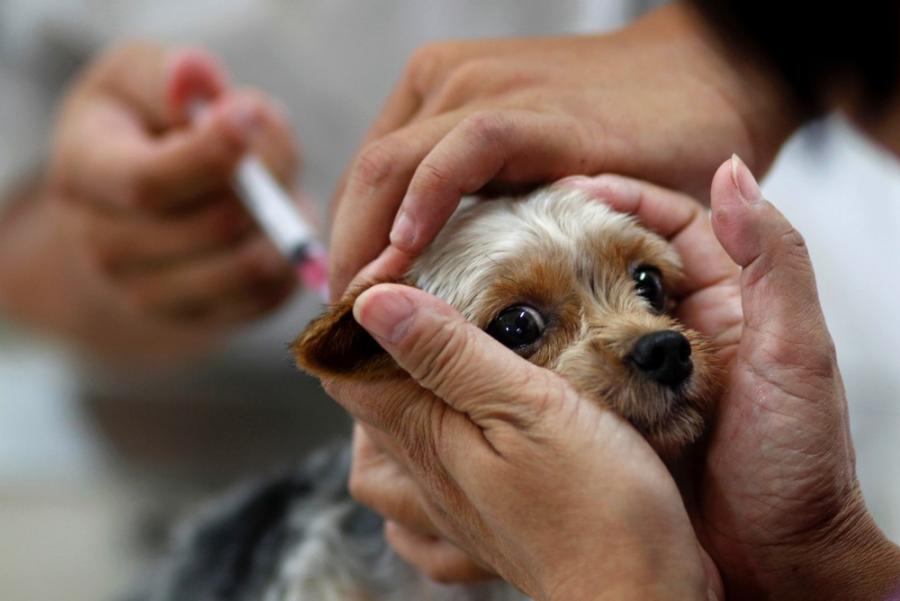 Campanha de vacinao antirrbica para ces e gatos  realizada em Primavera do Leste