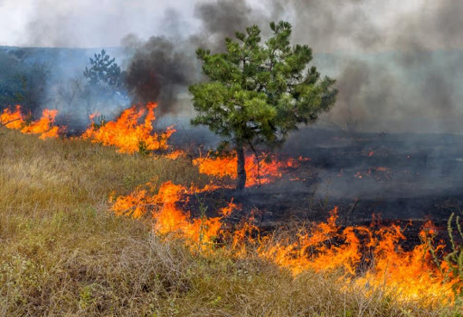 Punio para queimadas fica mais rgida em Primavera do Leste