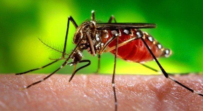 Casos de dengue mais que dobram em Primavera do Leste em 2022